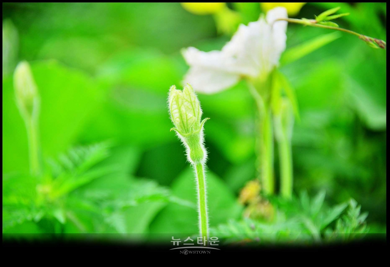 조롱박이 달리기 시작했어요