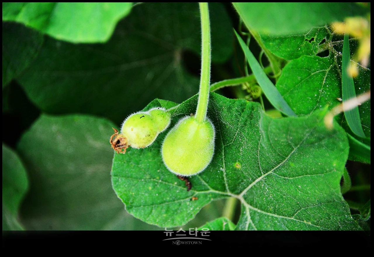 조롱박이 달리기 시작했어요