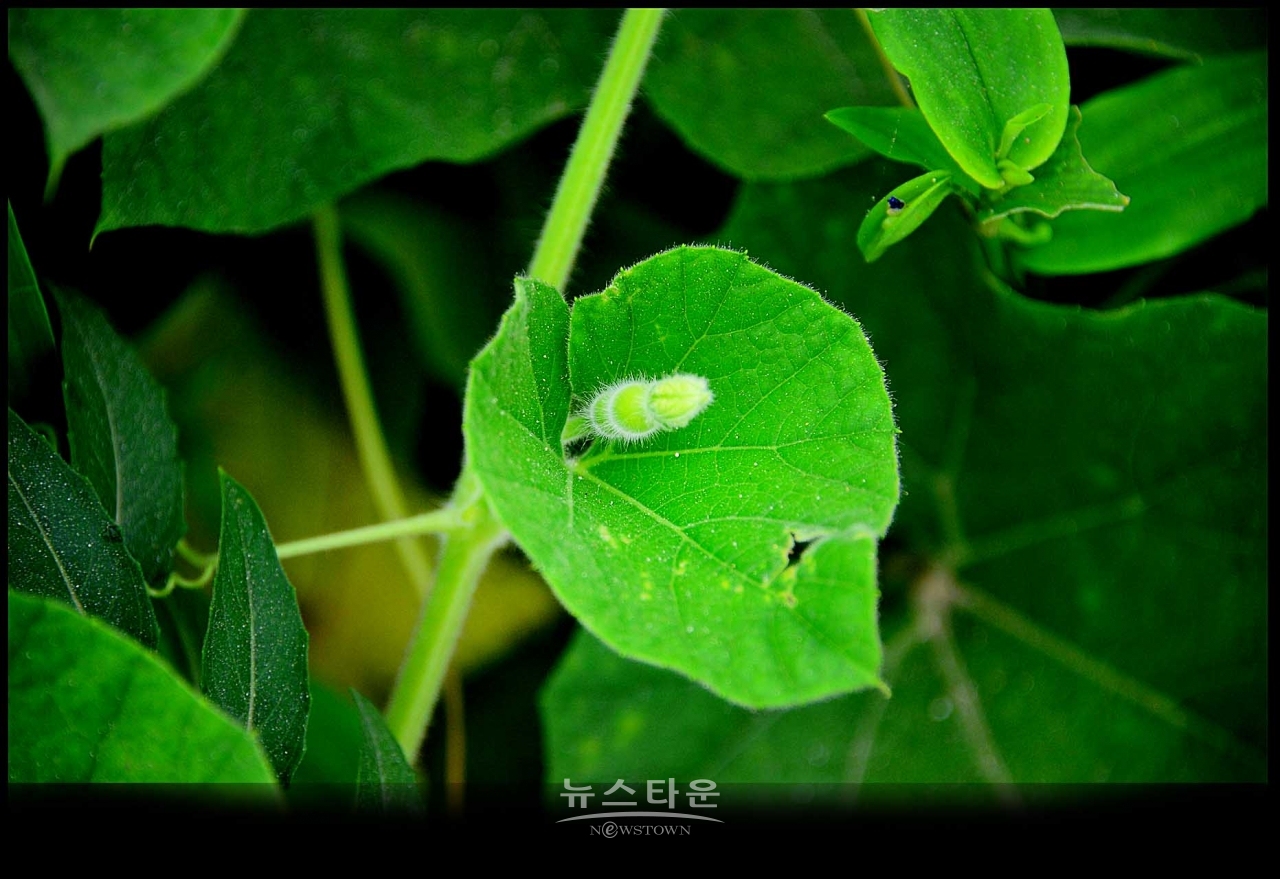 조롱박이 달리기 시작했어요