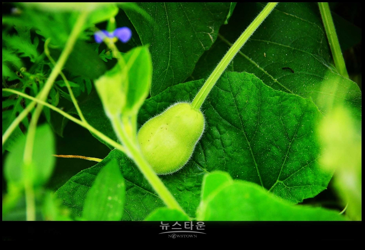 조롱박이 달리기 시작했어요