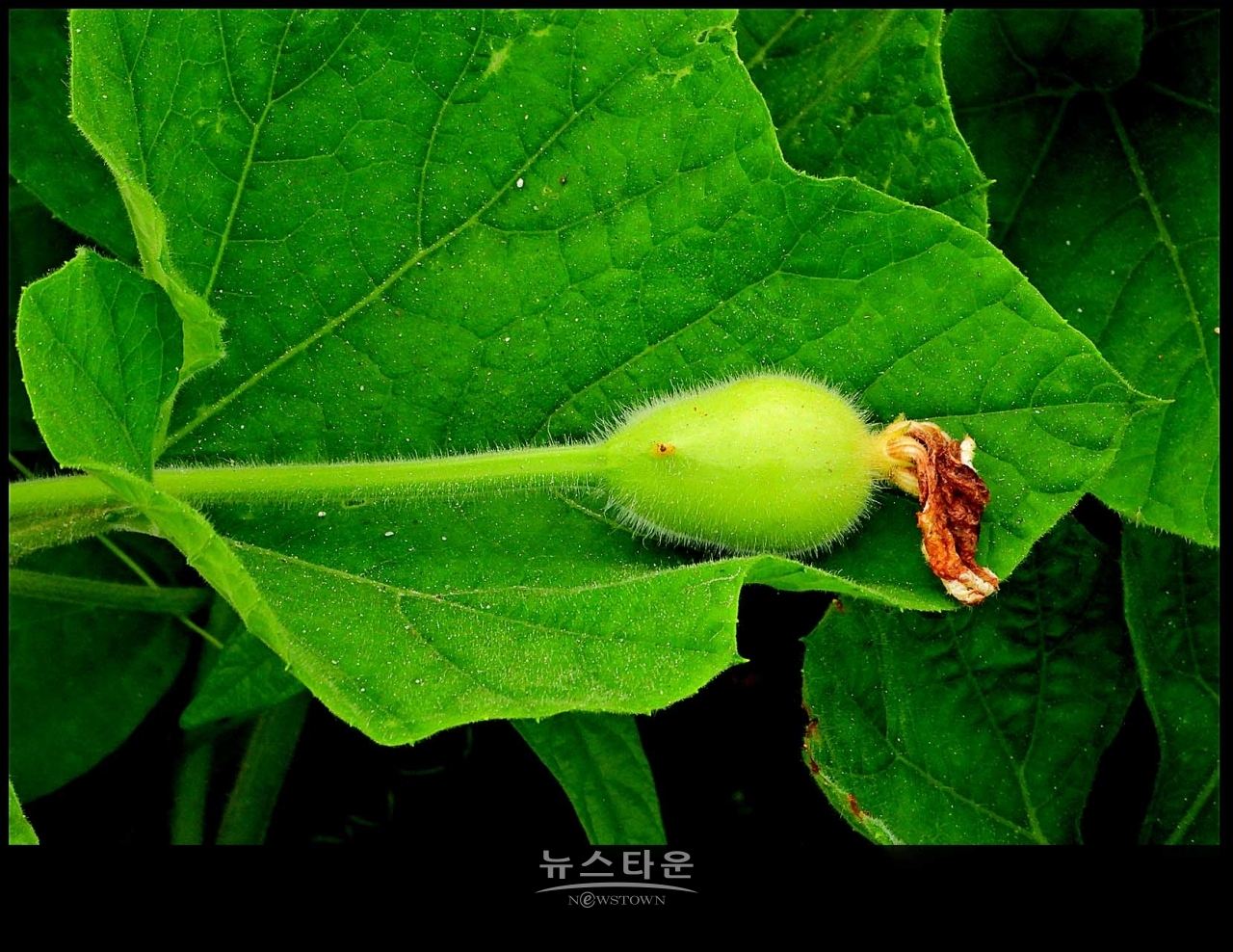 조롱박이 달리기 시작했어요