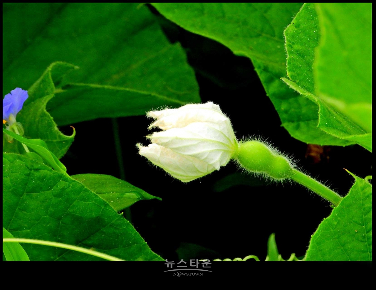 조롱박의 탄생시작