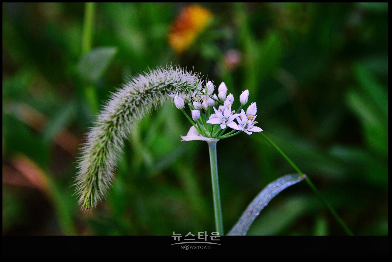 강아지풀과 만나다