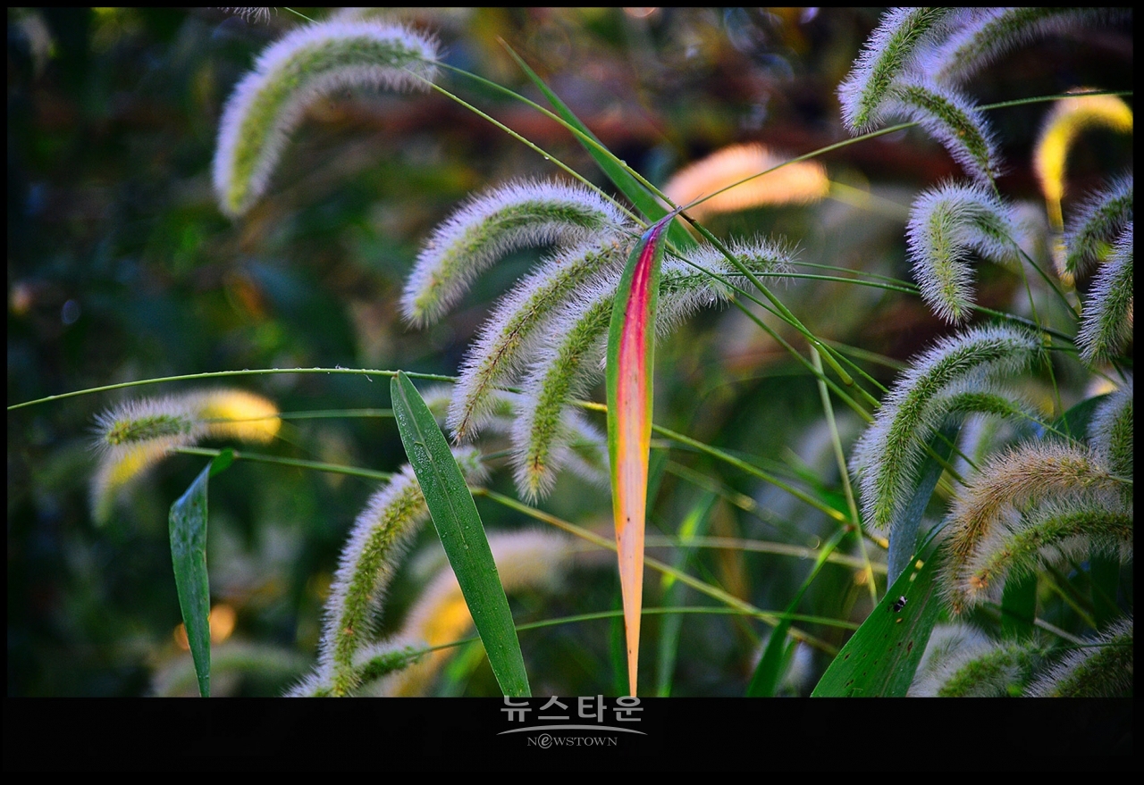 강아지풀과 만나다