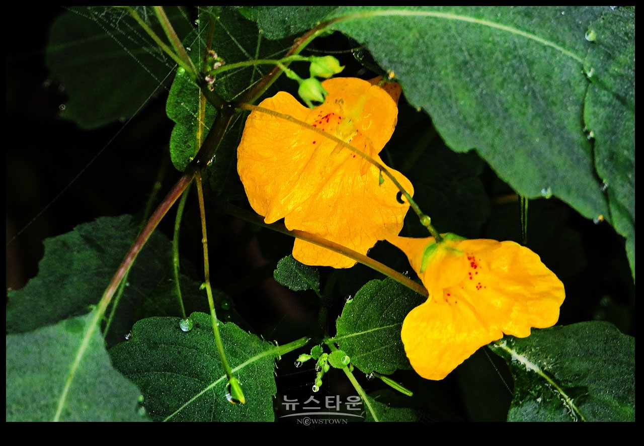 물봉숭아