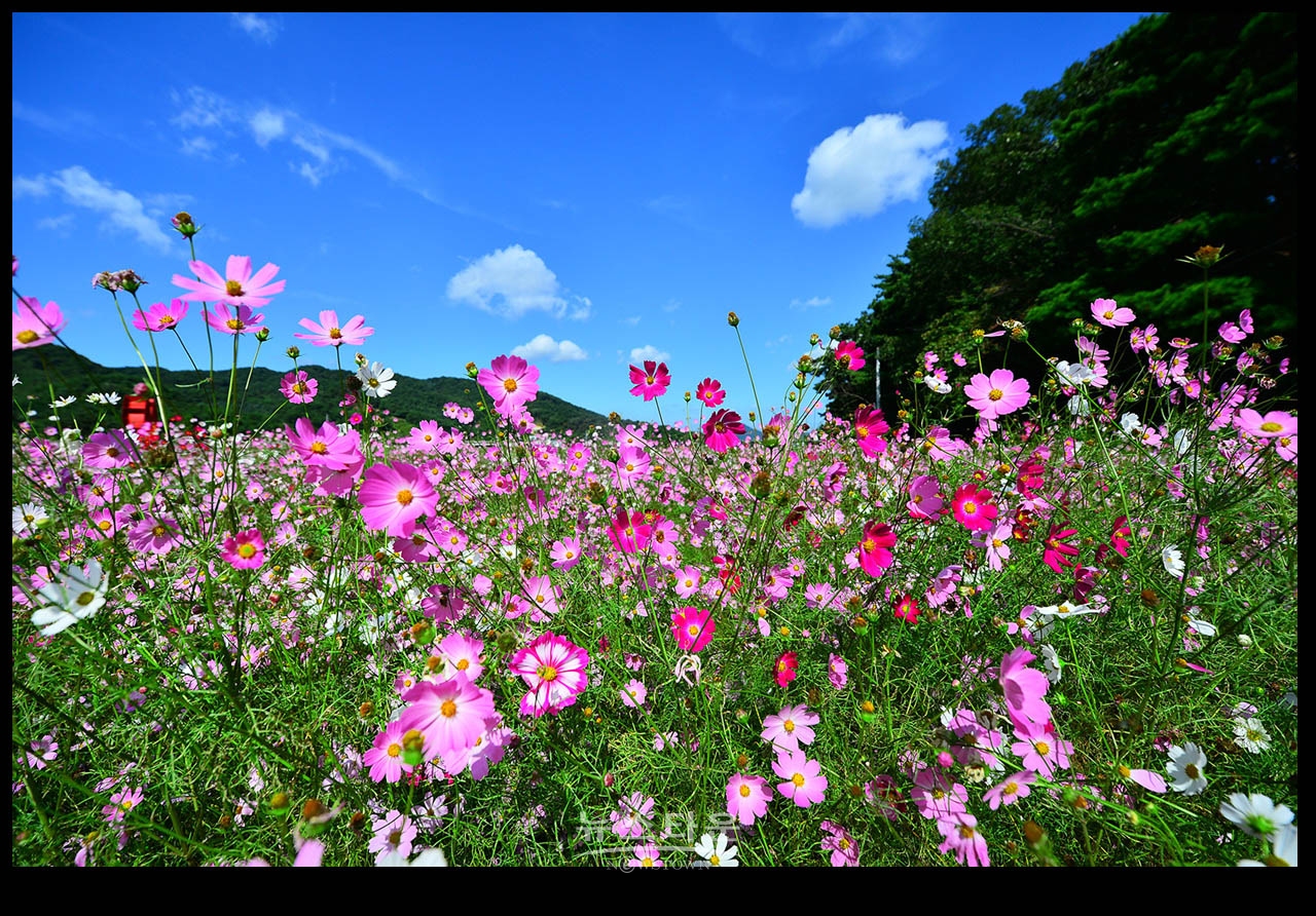 용수골 꽃중에 코스모스 꽃