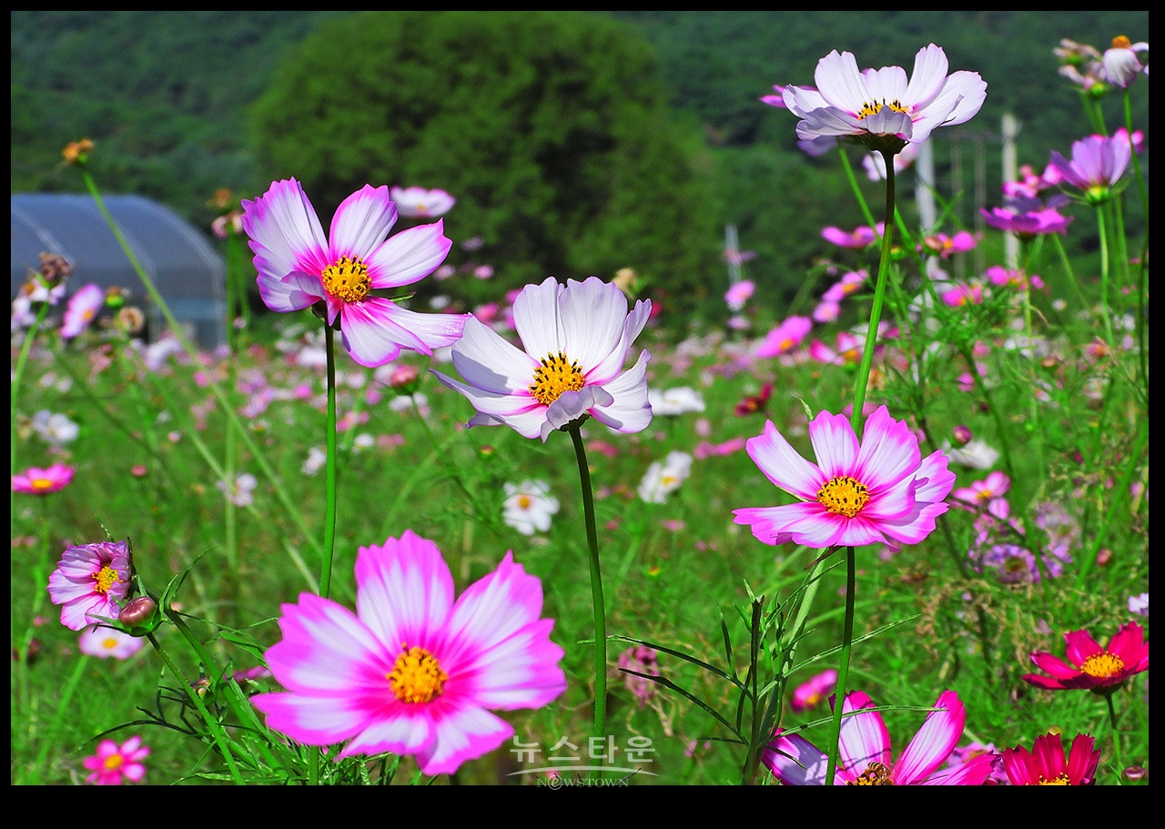용수골 꽃중에 코스모스 꽃