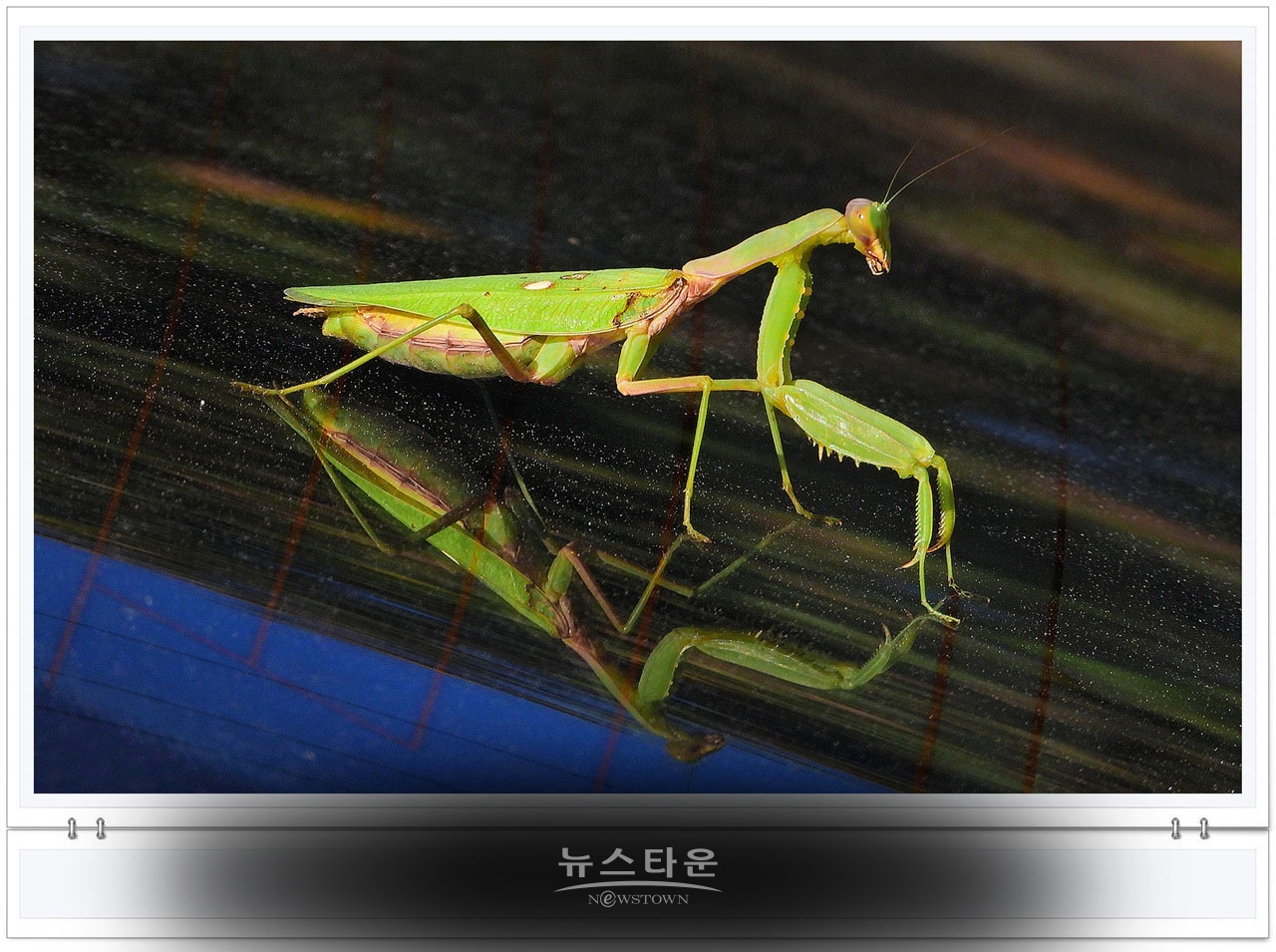 으시시한 무서운 사마귀