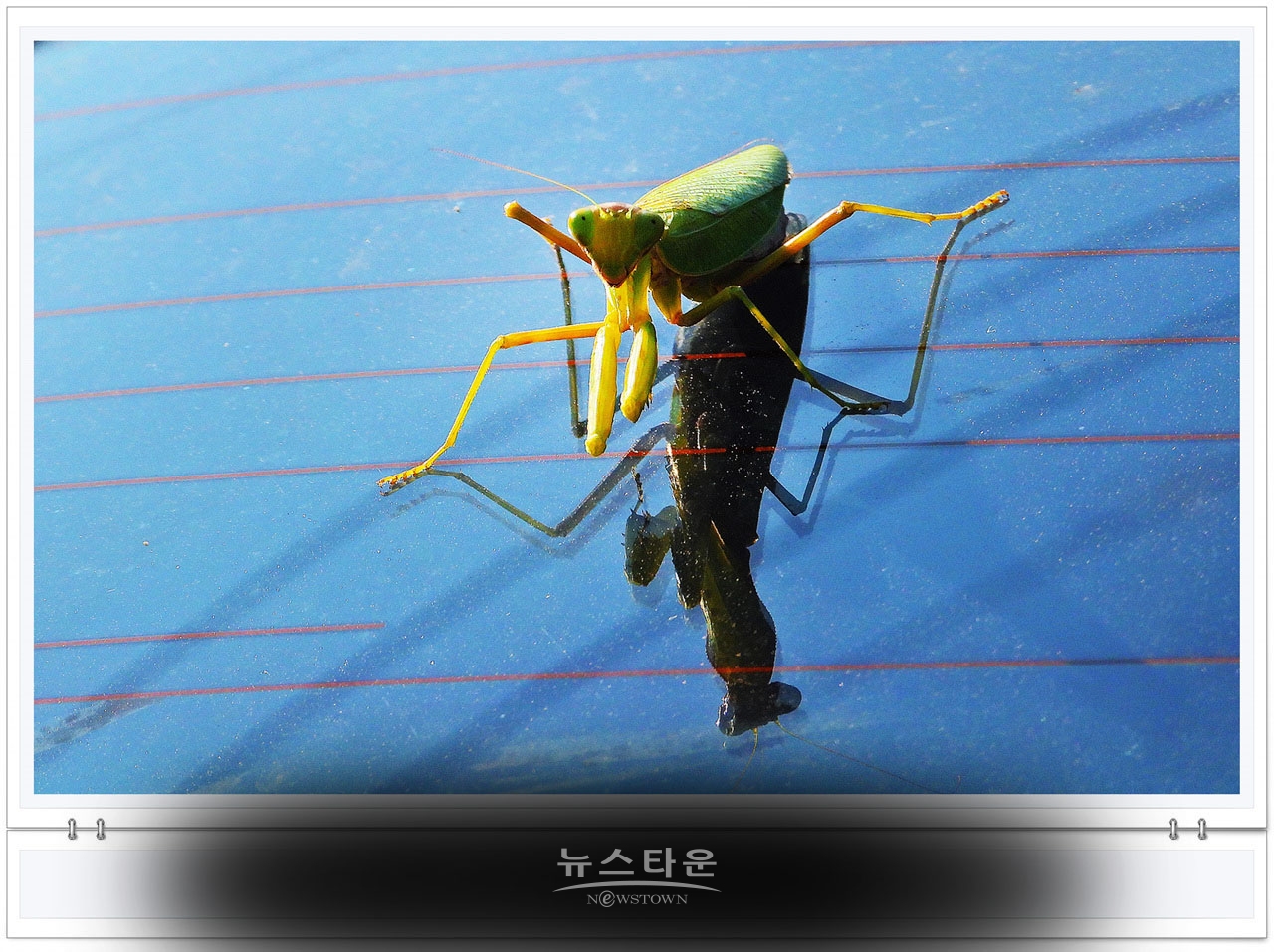으시시한 무서운 사마귀