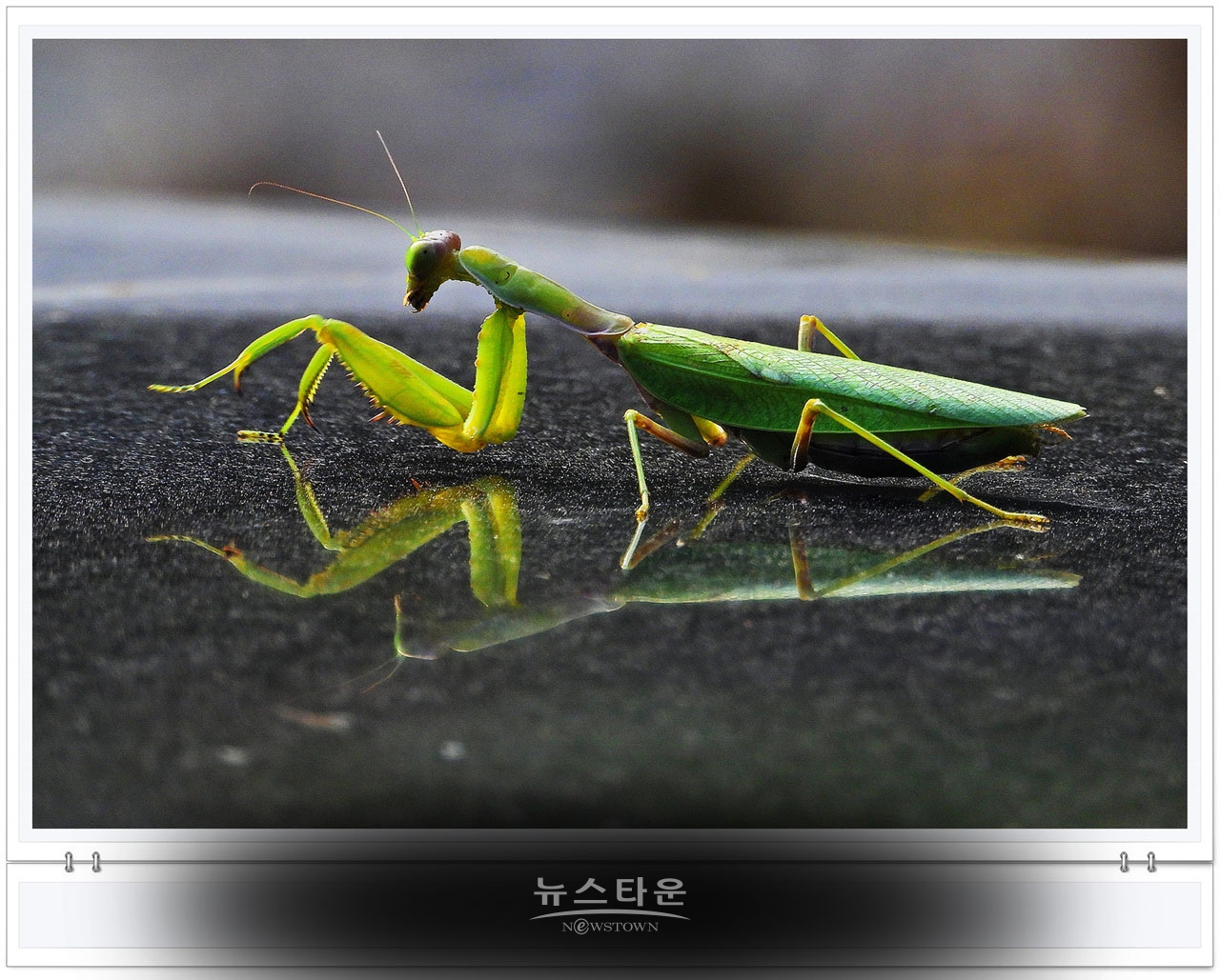 으시시한 무서운 사마귀