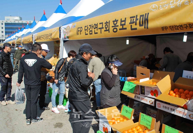 김해진영단감축제