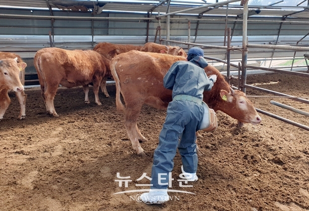 구제역 백신 일제접종