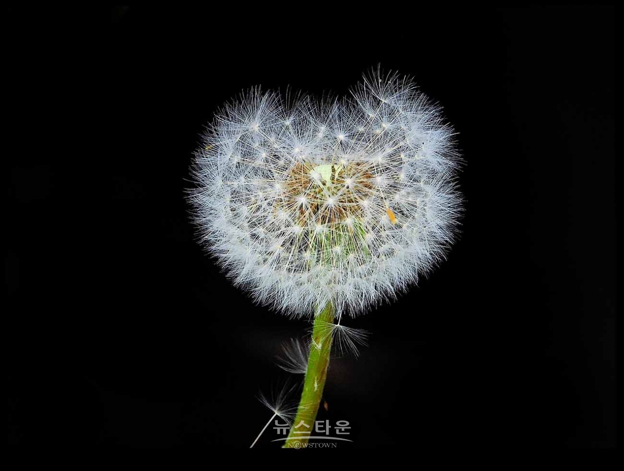 민들레와 봄나들이