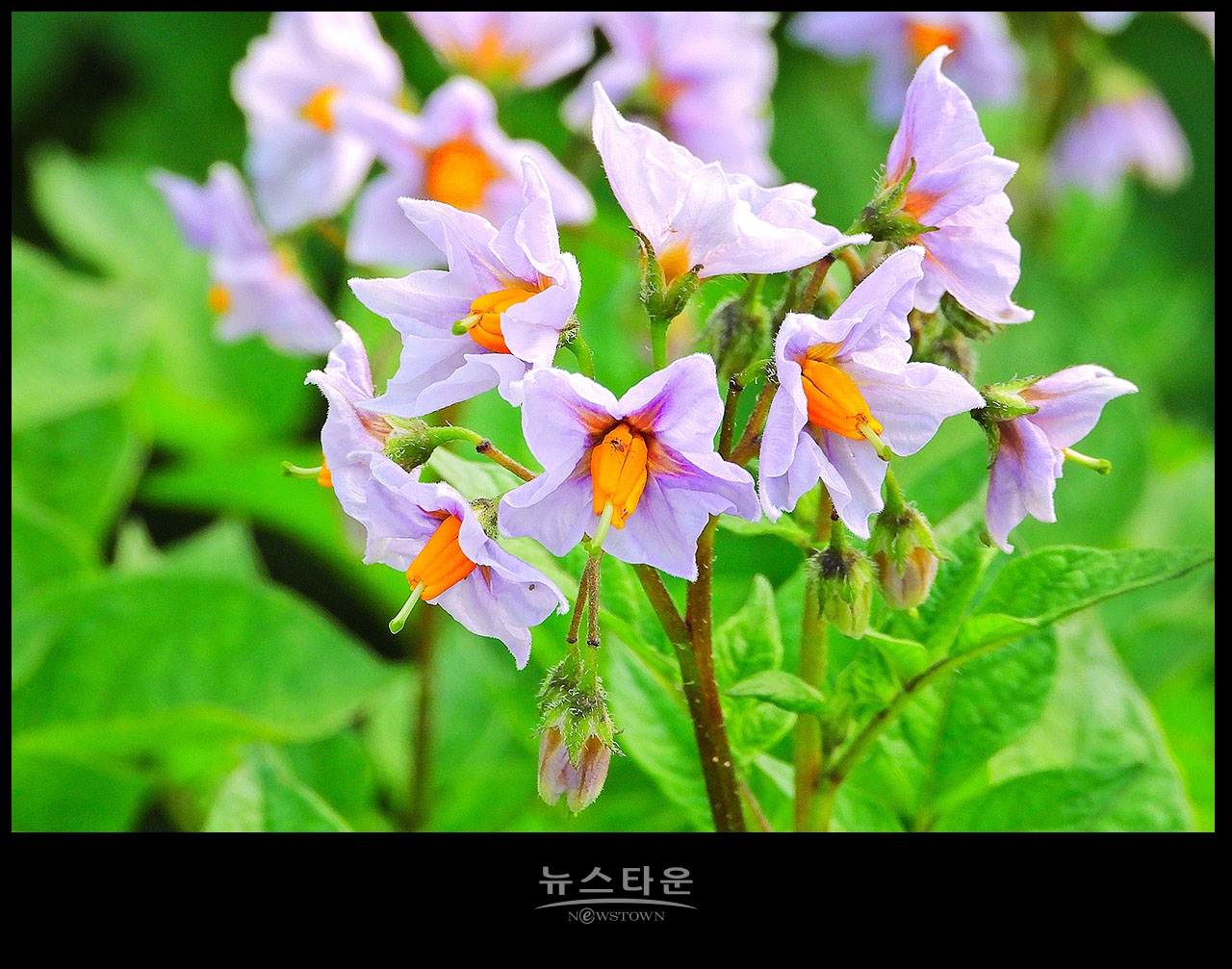 소박하지만 예쁜 감자꽃