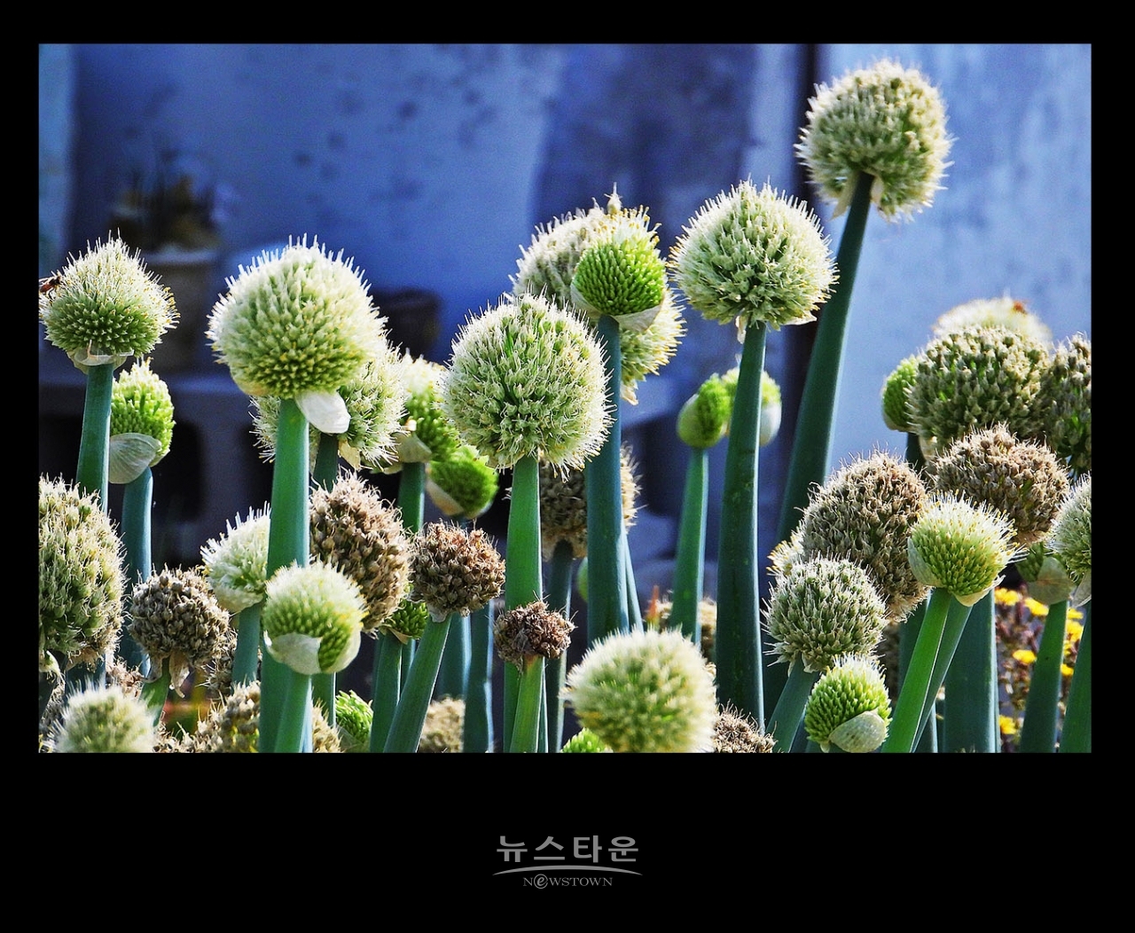파 종자 씨앗 만들기