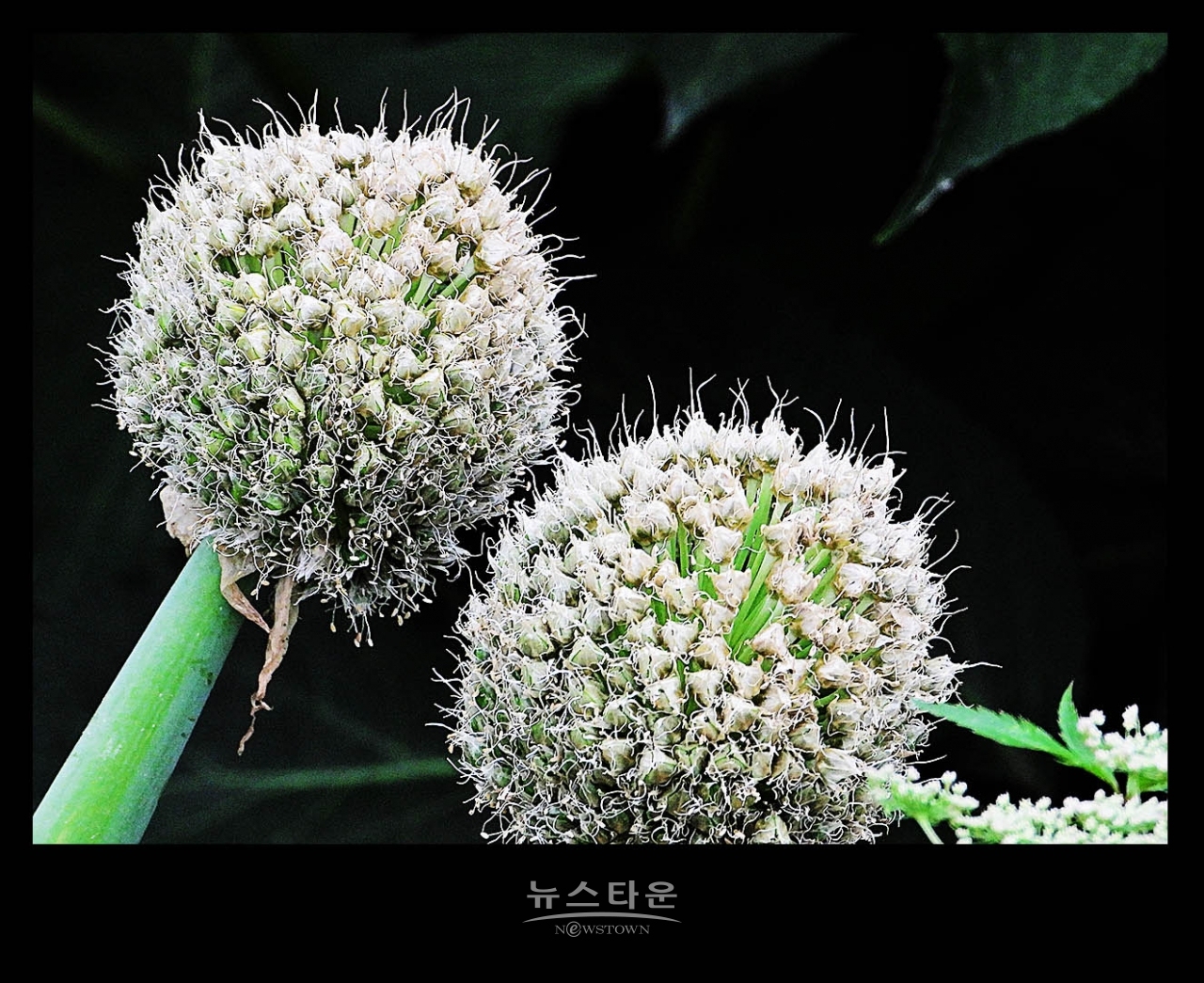 파 종자 씨앗 만들기
