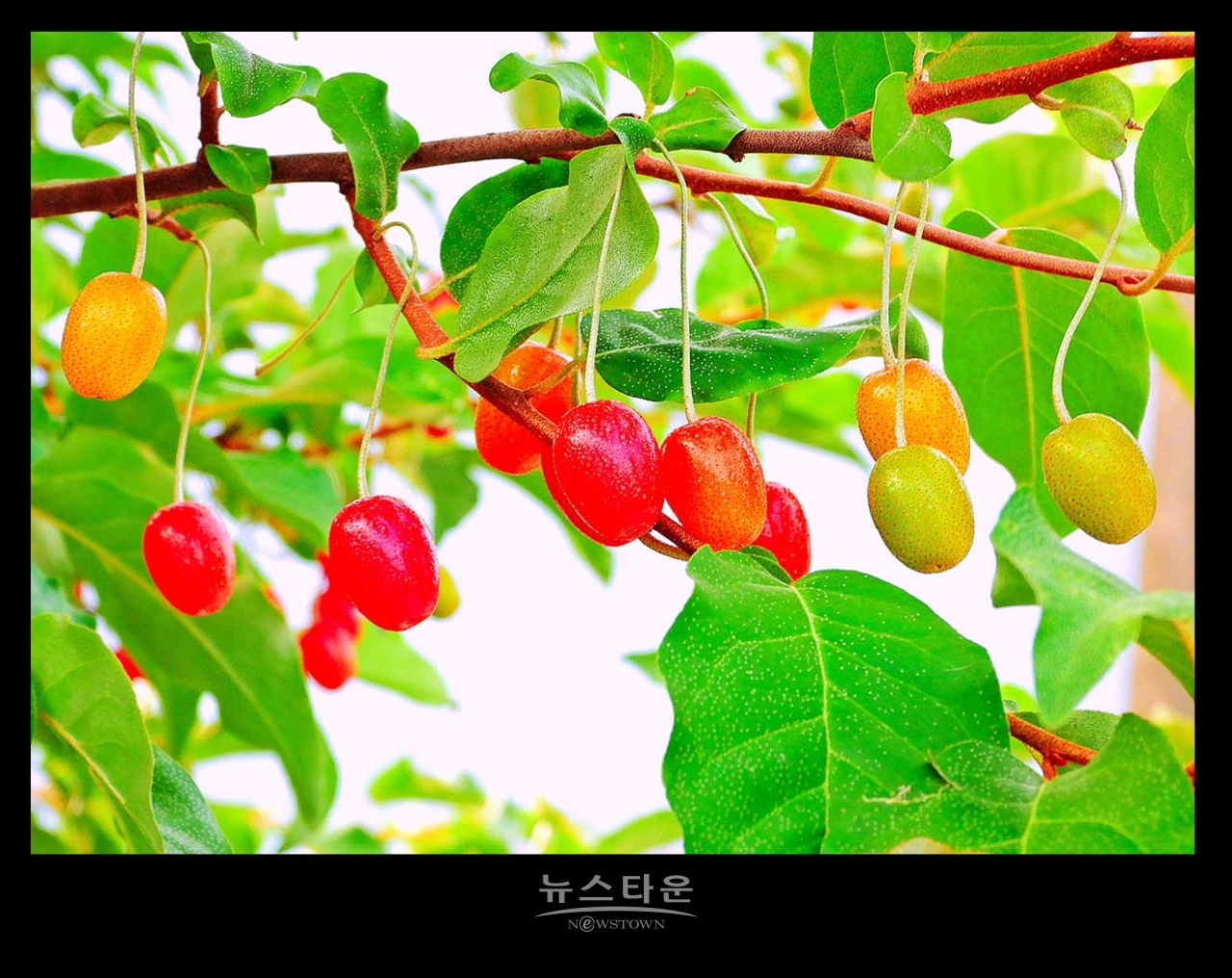 새콤달콤한 보리수열매의 예쁜모습