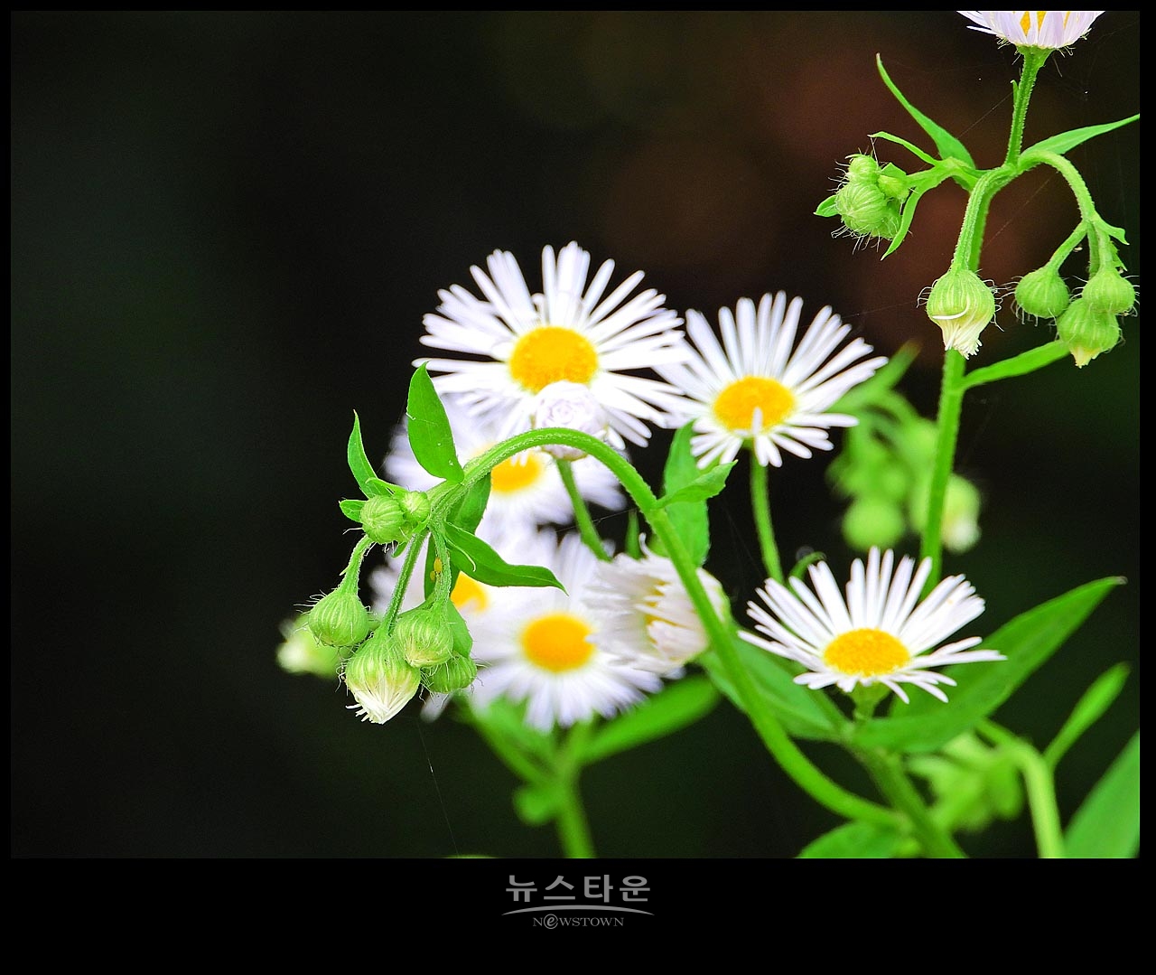야생에서 막 자란 망초대꽃