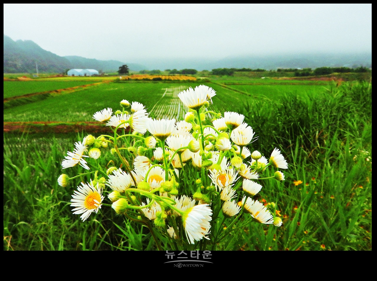 야생에서 막 자란 망초대꽃