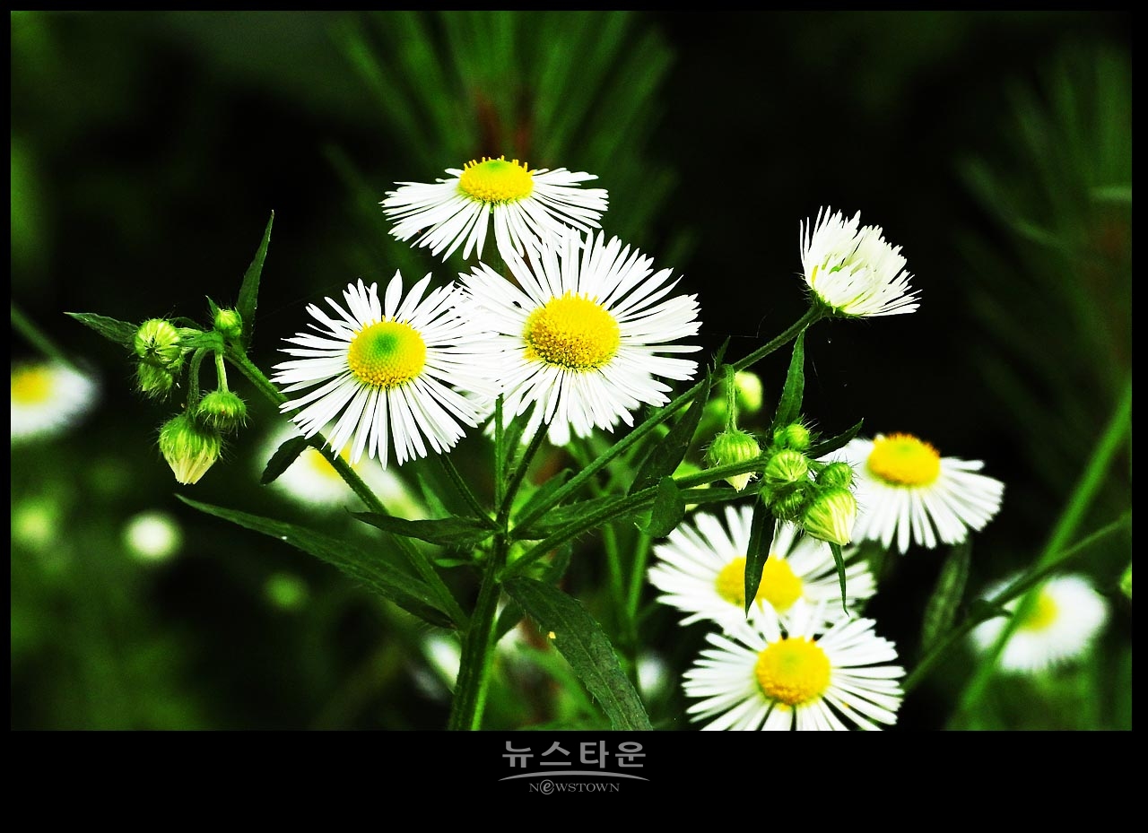 야생에서 막 자란 망초대꽃