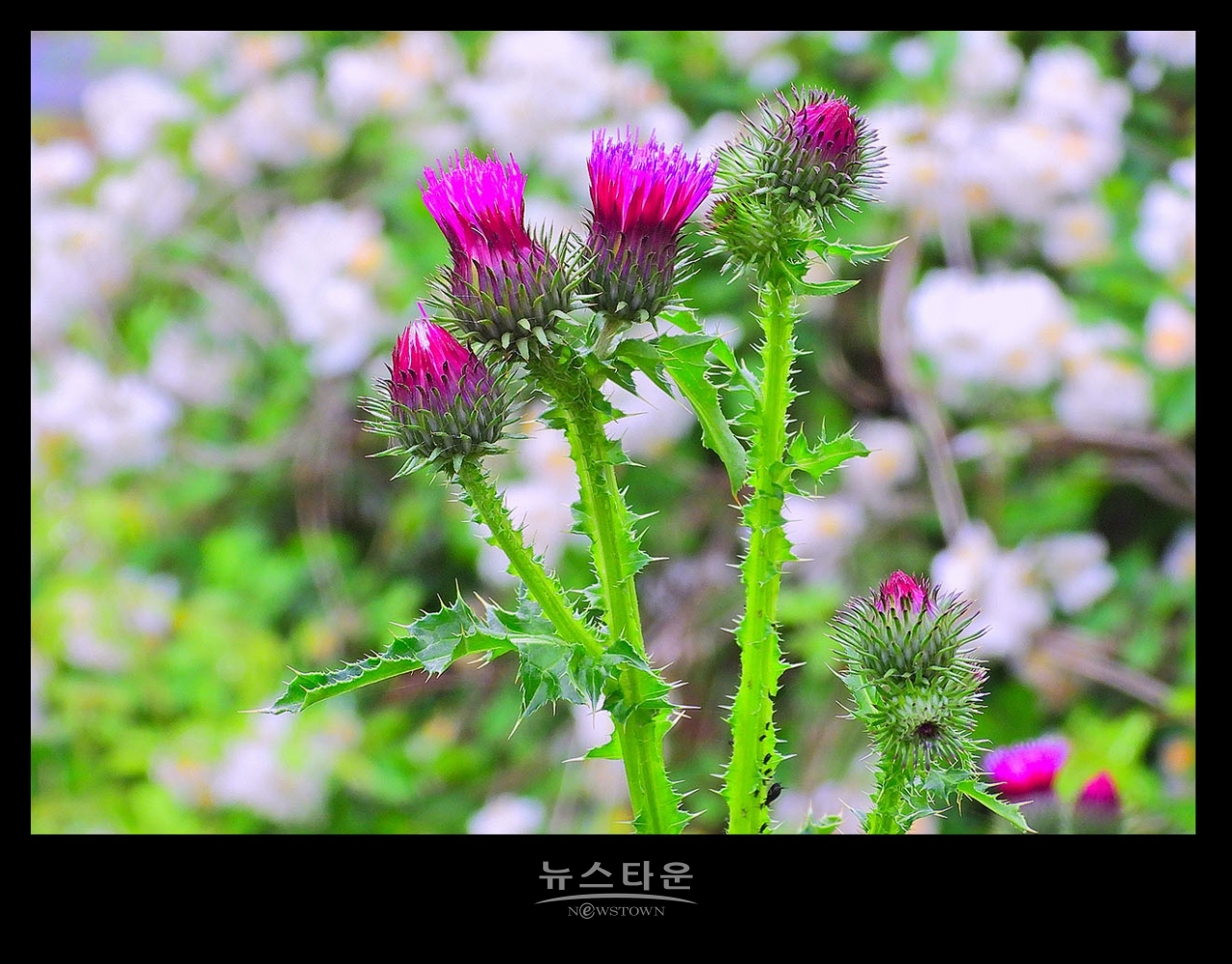 엉겅퀴꽃