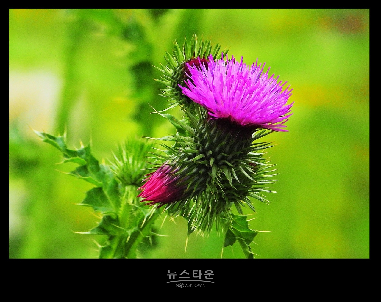 엉겅퀴꽃