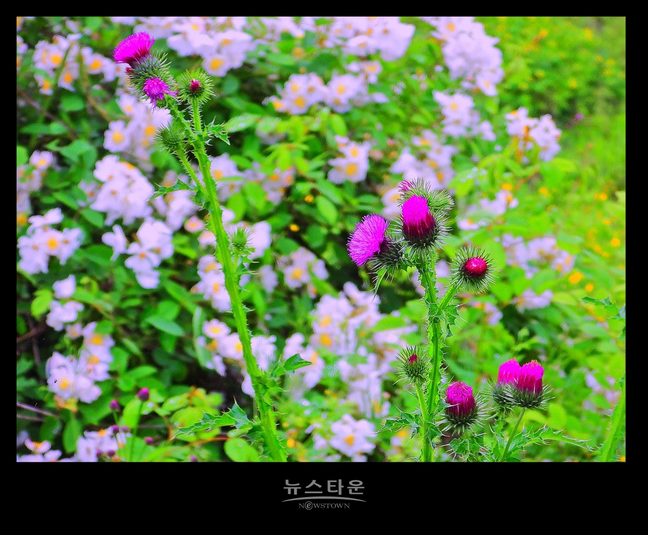 엉겅퀴꽃