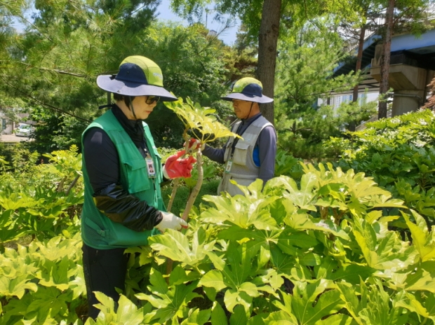 포항시 그린웨이추진과 소속 기간제 근로자들이 녹색도시 포항 조성을 위한 도시숲 및 녹지관리에 매진하고 있다.