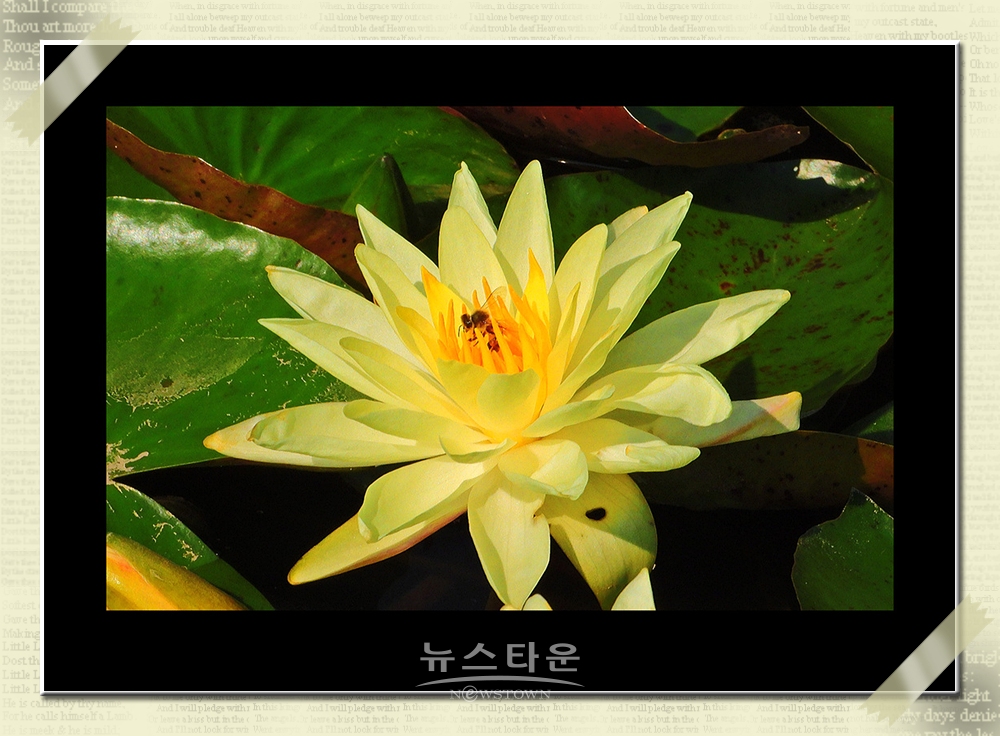 연꽃과 수련
