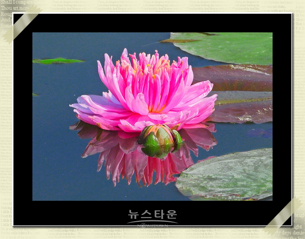 연꽃과 수련