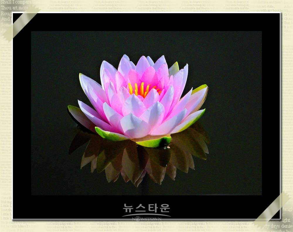 연꽃과 수련