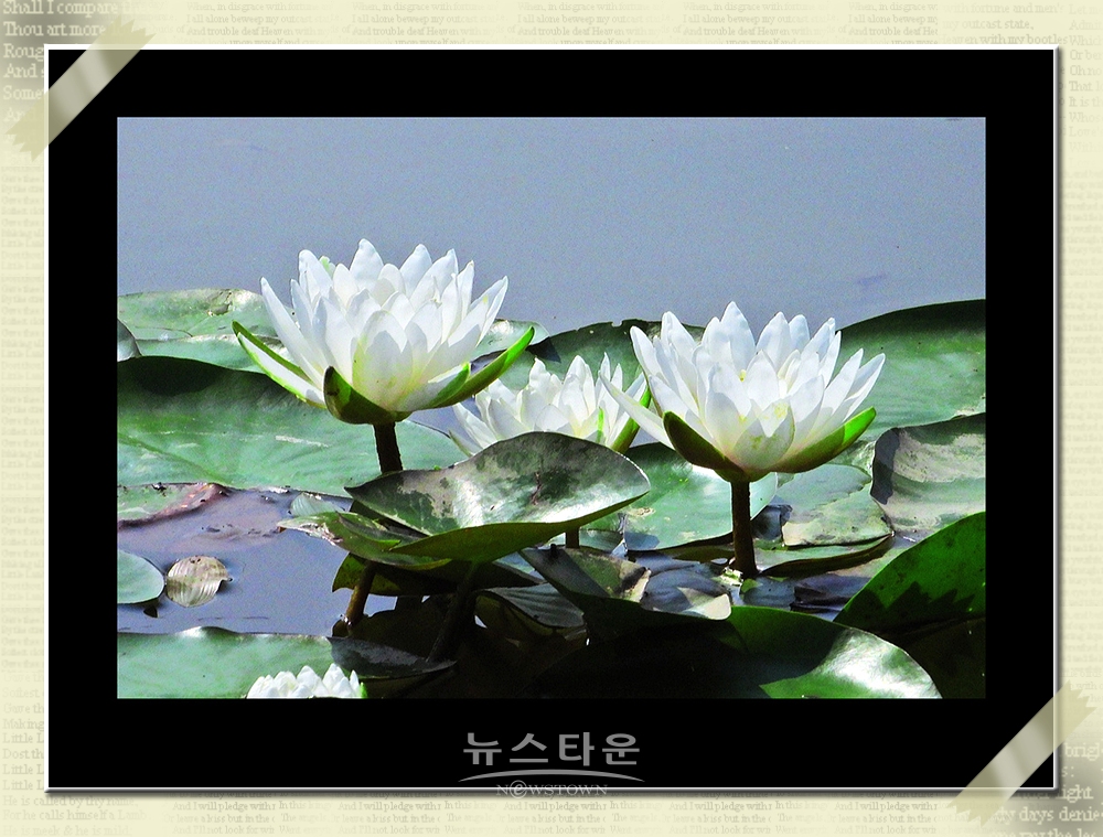 연꽃과 수련