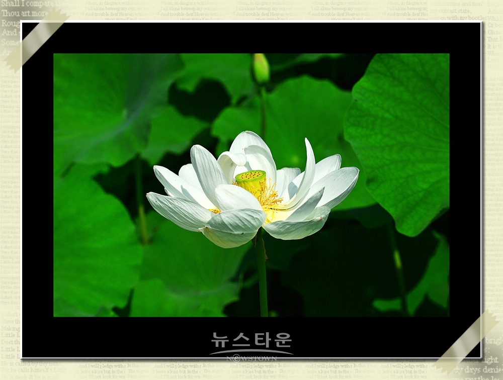 연꽃과 수련