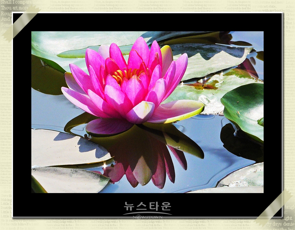 연꽃과 수련