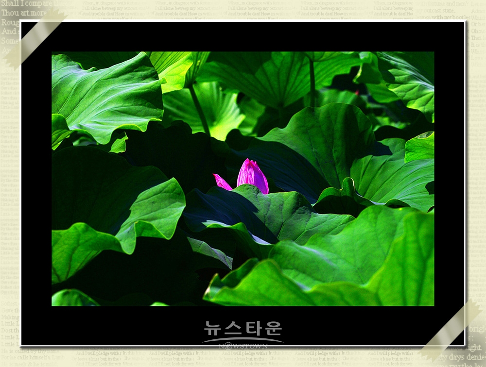 연꽃과 수련