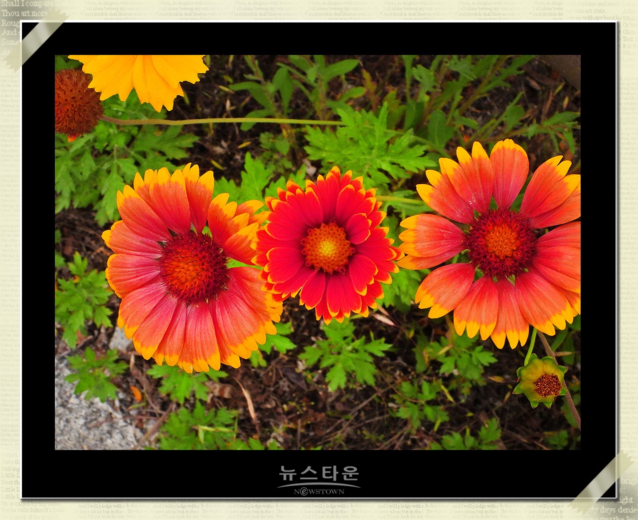 천인국 天人菊