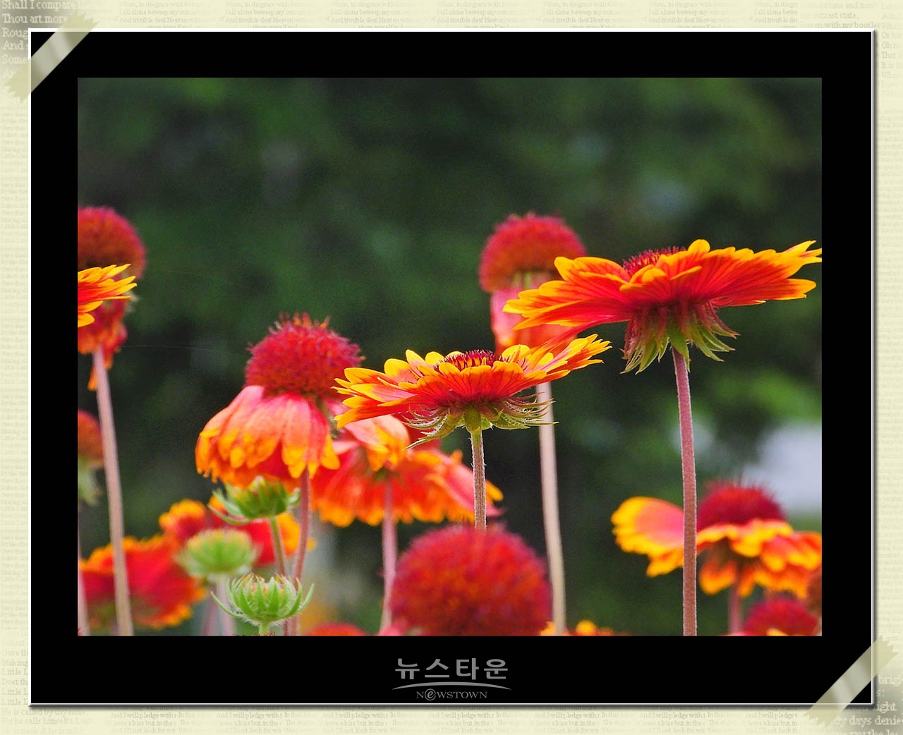 천인국 天人菊