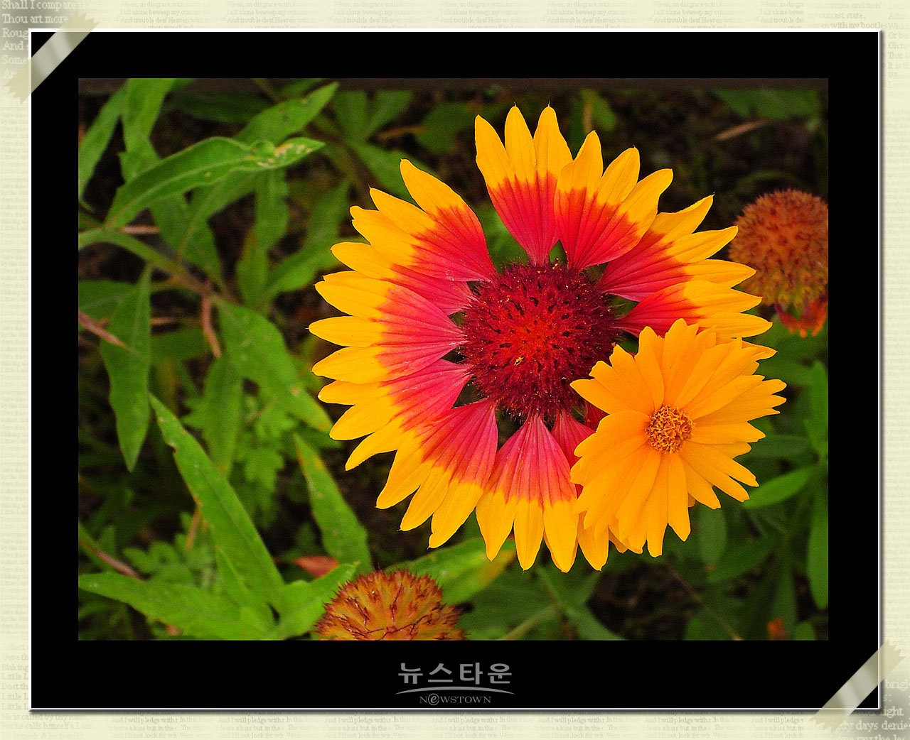 천인국 天人菊