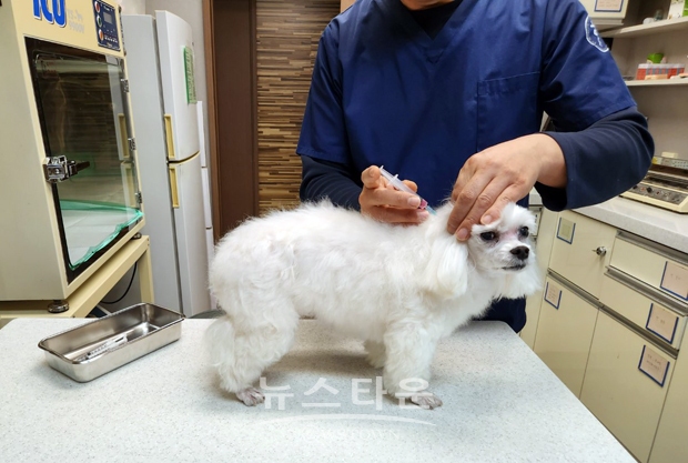 개 광견병 무료 예방접종