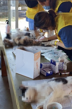 승봉 길고양이 중성화수술