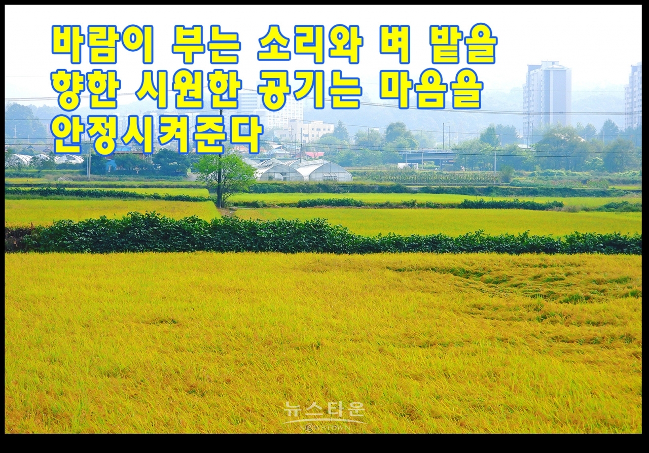 가을들녁 황금물결의 아름다움