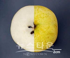 청밀