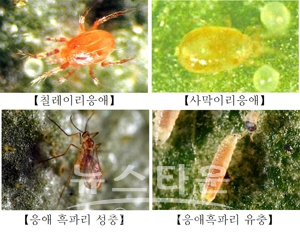 딸기 점박이응애용 천적 종류