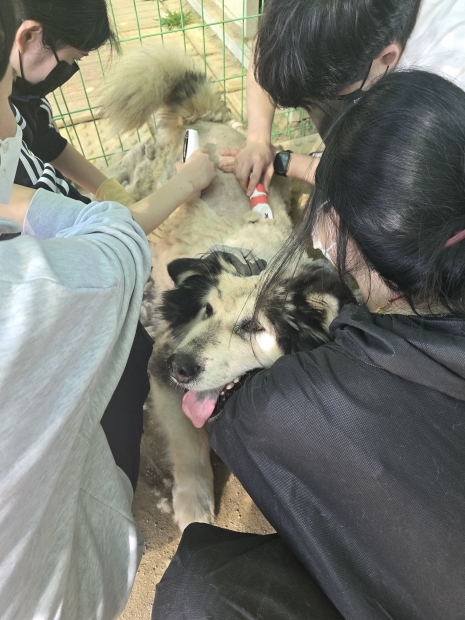 부산경상대학교 반려동물산업과 함께돕개 동아리 학생 대형견 미용봉사