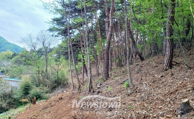 산불 예방 숲 가꾸기 사업
