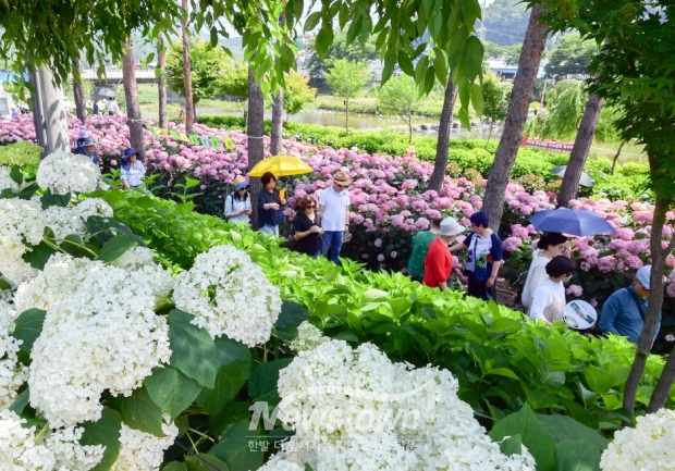 유구색동수국정원 꽃 축제