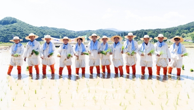 풍년기원 손모내기 체험행사