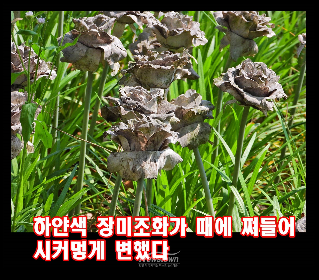 장미공원 실태 : 검정색 장미꽃