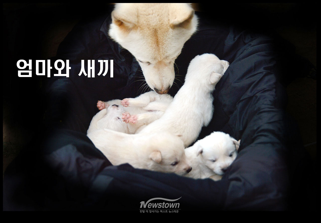귀여운 강아지 8남매