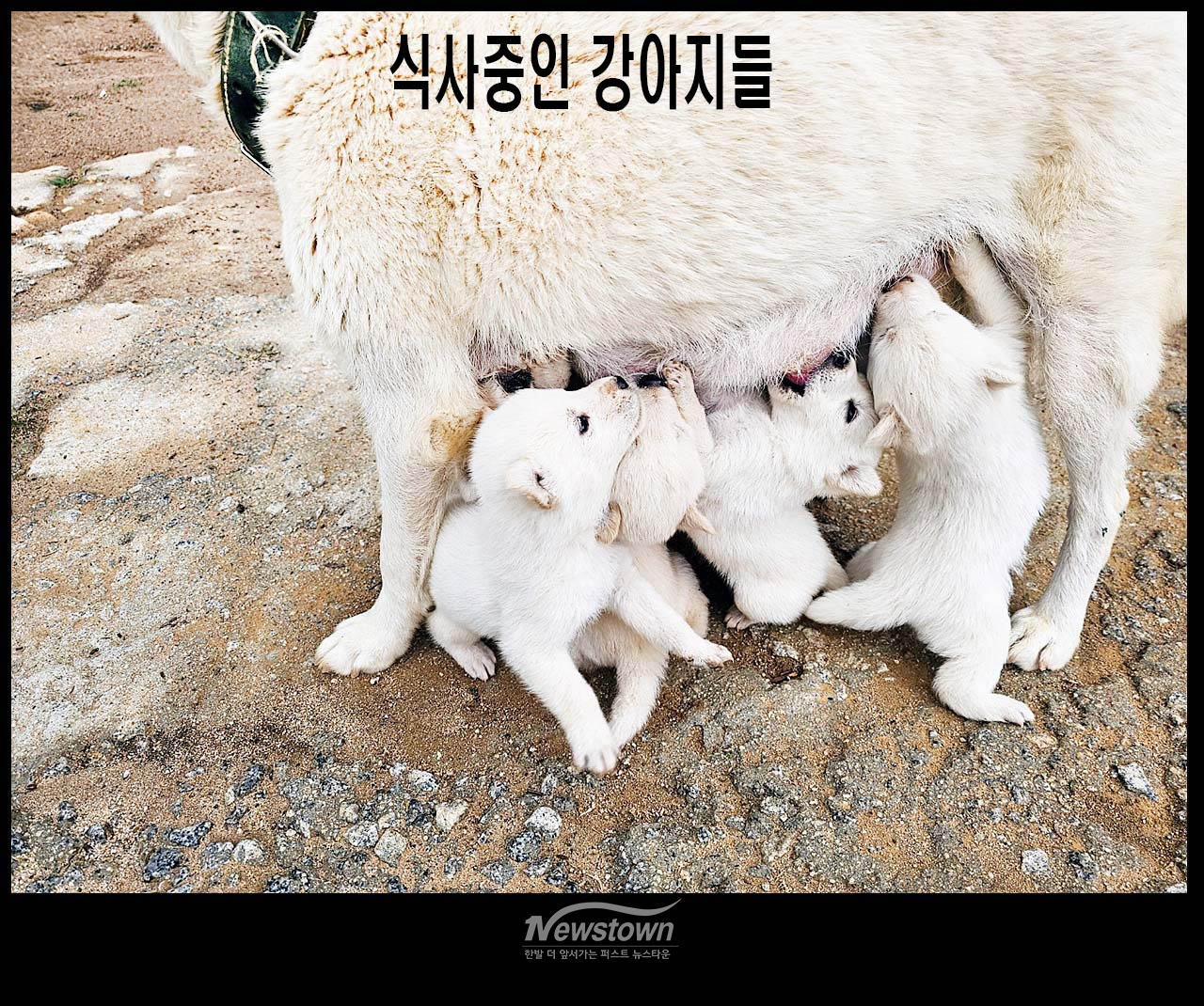 귀여운 강아지 8남매